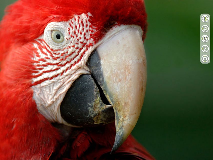 Jungle Spirit: Call of bush